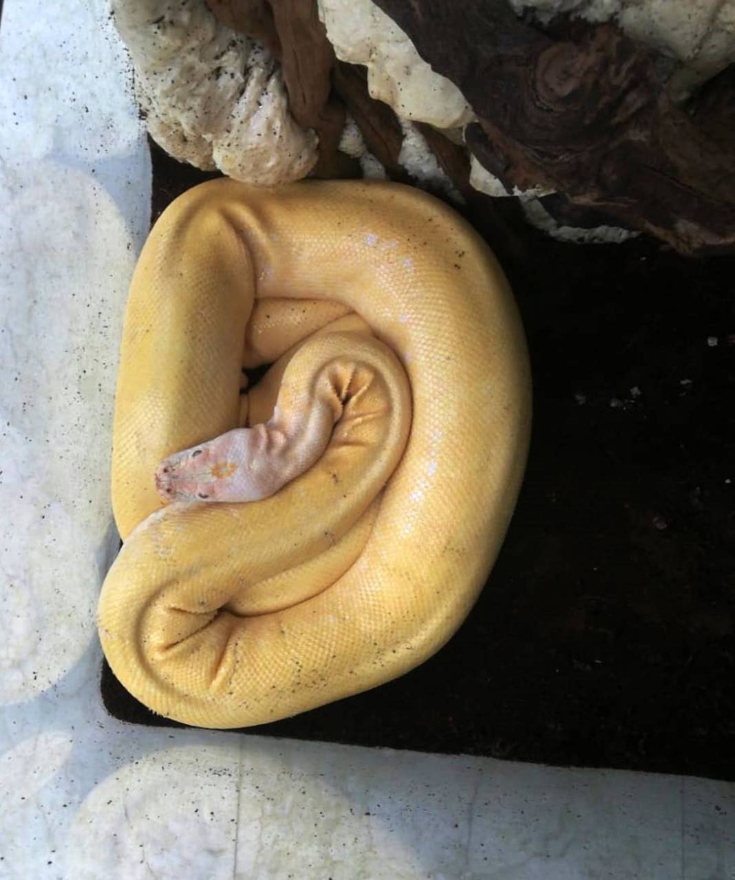 'Sanırım beni yeme hayali kuruyor' paylaşımı sonrası genç kadından şok haber! Eve giren yetkililer küçük dilini yuttu 2